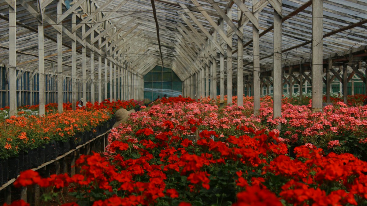 Kwekerij met rijen bloemen, klaar voor export