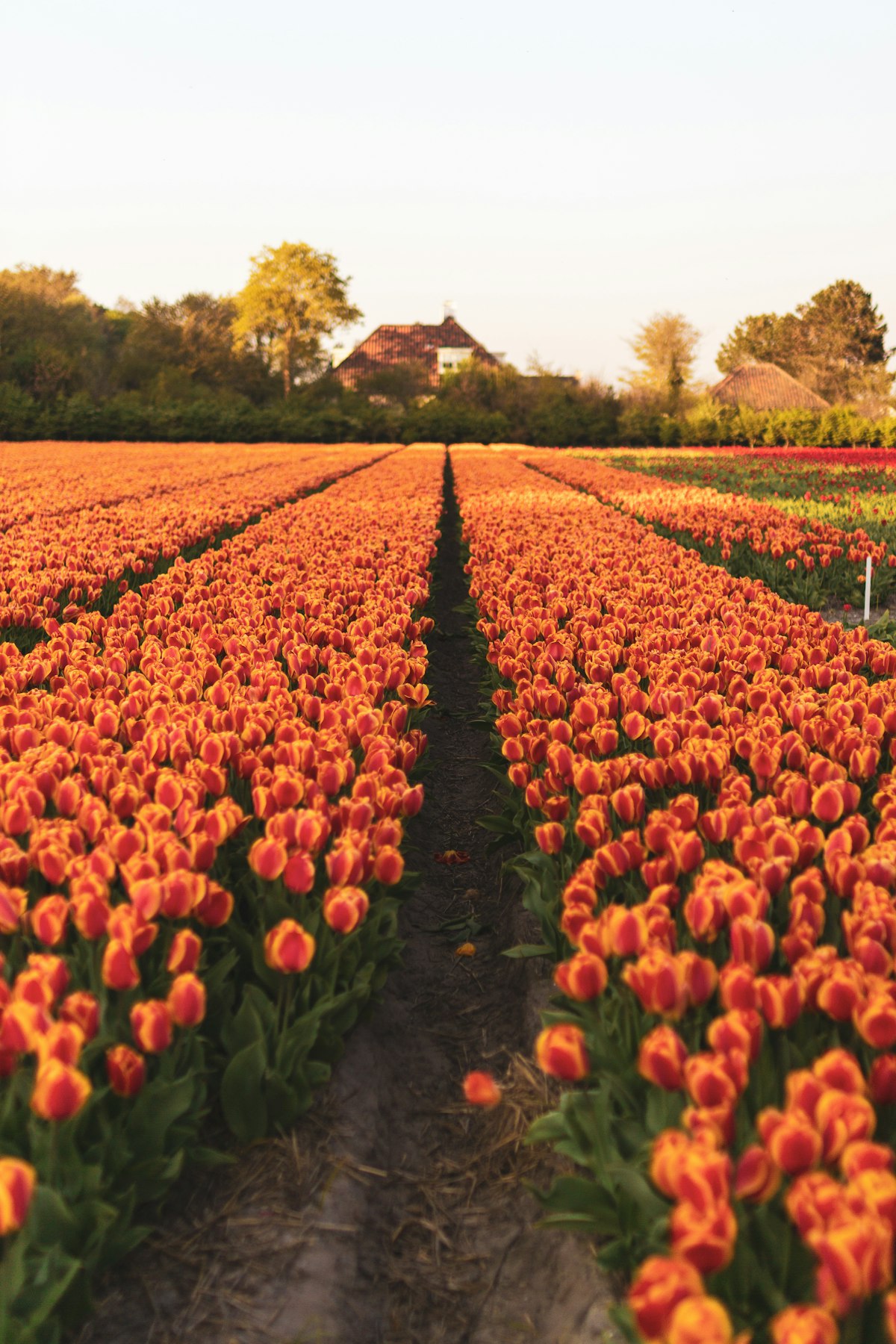 Tulip fields in the Netherlands